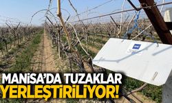 Manisa’da tuzaklar yerleştirilmeye başladı!