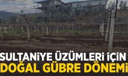 Sultaniye üzümleri için doğal gübre dönemi