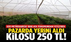 600 metrekarede 1800 adet ata tohumundan yetiştirdi… Pazarda yerini aldı! Kilosu 250 TL