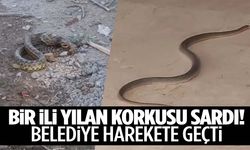 Bir kent diken üstünde! Her yerdeler… Yılan paniği büyüyor