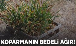Bu çiçeği koparmanın cezası 387 bin TL