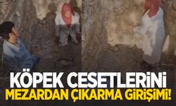Köpek cesetlerini mezardan çıkarmaya çalıştılar!