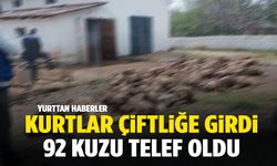 Çiftliğe giren kurtlar 92 kuzuyu telef etti!