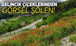 Demirci’de gelincikler görsel şölene dönüştü
