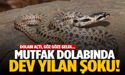 Dolabı açtı, göz göze geldi… Manisa’da yılan paniği!