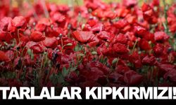Manisa’da tarlalar gelinciklerle kırmızıya büründü