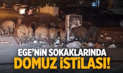 Ege'de yazlık bölgelere domuzlar dadandı!