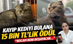 Evlilikte ‘kayıp kedi’ krizi: “Bulamazsam eşim beni boşayacak…”