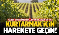Manisa bağlarını sardı… Bu tarihleri kaçıran üzümünü kaybeder!