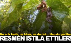 Bir ilin kabusu oldular… Manisa’da da zaman zaman görülen canlı, tarlaları istila etti!