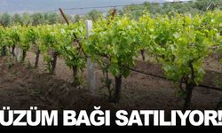 Manisa’da 4 dönümlük üzüm bağı satışa çıktı!