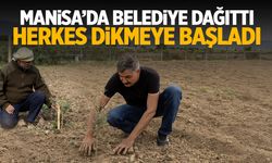 Manisa'da belediye dağıttı... Herkes dikmeye başladı!