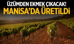 Manisa’da gençler üretti! Üzümden ekmek çıkacak…