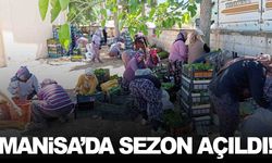 Manisa’da sezon açıldı… 80 liradan alınıyor!
