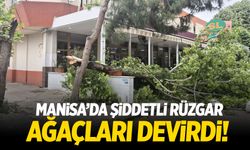 Manisa'da şiddetli rüzgar ağaçları devirdi!