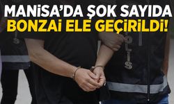 Manisa’da şok miktarda bonzai ele geçirildi!