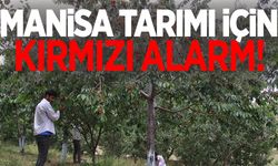 Manisa’da tehlike çanları! İç kurdu alarmı verildi…