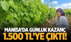 Manisa'da yeni dönem! Günlük kazanç 1.500 TL oldu