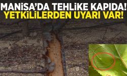 Manisa’da yoğun olarak görülmeye başlandı! Yetkililerden çağrı var...