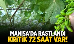Manisa'daki bağlarda rastlandı... 72 saate dikkat!