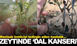 Manisalı üreticiler tedirgin… Zeytinde eni bir hastalık baş gösterdi!
