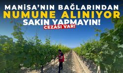 Manisa'nın bağlarından numune alınıyor... Sakın yapmayın cezası var!