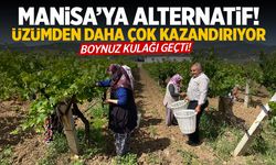 Manisa’ya alternatif! Üzümden daha çok kazandırıyor…