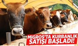 Migros'ta kurbanlık satışı başladı!