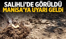 Salihli'de görüldü... Manisalılara uyarı geldi