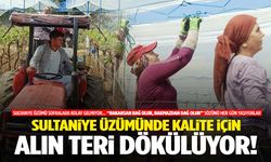 Sarıgöl Ovası’nda sultaniye üzümü için yoğun mesai! Zamanla yarışıyorlar…