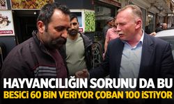 Suriyeliler de yetmedi... 100 bin liranın altına çalışan çoban yok
