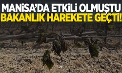 Manisa’da etkili olmuştu… Bakanlık harekete geçti!