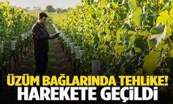 Manisa'da üzüm bağlarında tehlike! Harekete geçildi