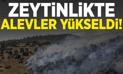 Zeytinlik alanda çıkan yangın çıktı!