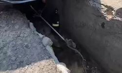 Ankara'da aracın altına giren yılan çıkarıldı