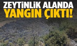 Aydın’da zeytinlik alanda yangın çıktı!