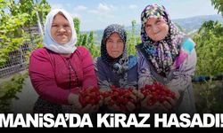 Manisa’nın ilçesinde kiraz hasadına start verildi!