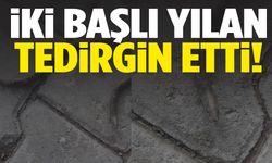 Çift başlı yılan görüntülendi: Görenler şaşkına döndü