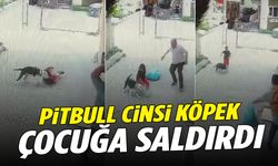 İstanbul’da pitbull dehşeti: Sokakta oynayan çocuğa saldırdı