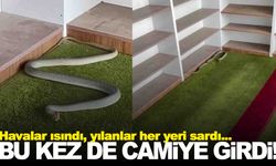 Yılan camiye girdi… İmamın sosyal medya paylaşımı gülümsetti