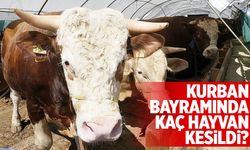 Kurban Bayramı'nda kaç hayvan kesildi