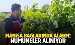 Manisa bağlarında alarm… Numuneler alınarak analiz yapılıyor!