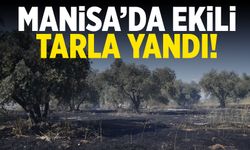 Manisa'da ekili tarlalar yandı! Nedeni araştırılıyor...