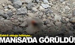 Manisa’da ‘Eresus’ görüldü… Zehirli olduğu biliniyor!