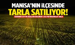 Manisa’da zeytin ağaçlı tarla satılıyor!