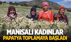 Manisalı kadınlar papatya toplamaya başladı