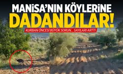Manisa'nın köylerine dadandılar!  Herkes panik içinde...