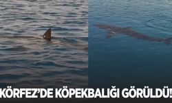 Gökova Körfezinde Köpekbalığı görüldü!