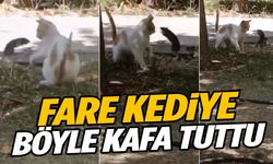 Şaşırtan görüntü… Fare kediye saldırdı!