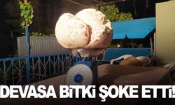 Tartıya koyunca ağzı açık kaldı… Ağırlığını görünce inanamadı!